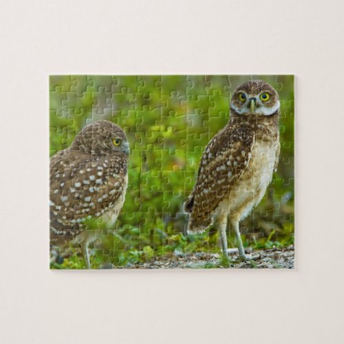 Burrowing owls are a popular site on Marco 4 Jigsaw Puzzle