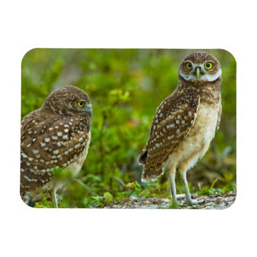Burrowing owls are a popular site on Marco 4 Magnet