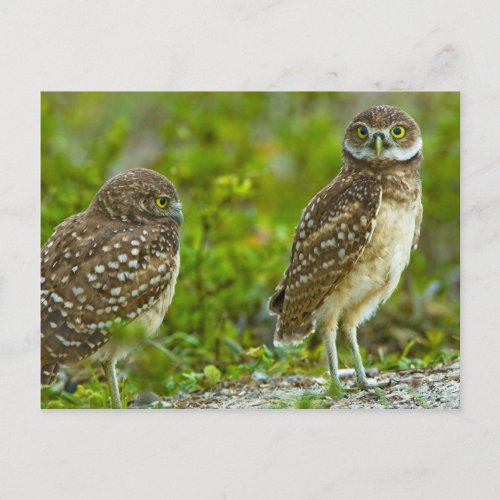 Burrowing owls are a popular site on Marco 4 Postcard