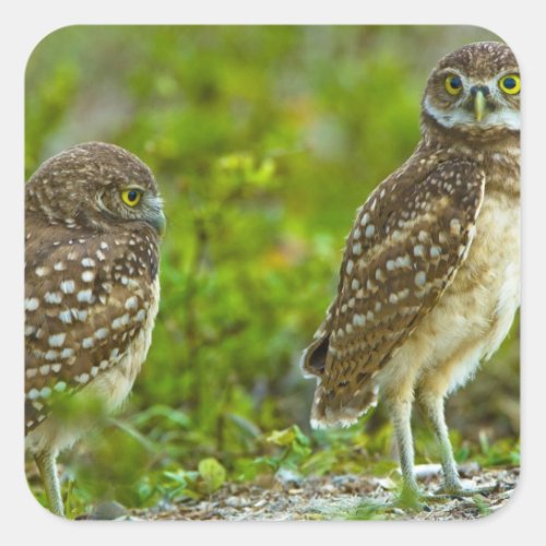 Burrowing owls are a popular site on Marco 4 Square Sticker