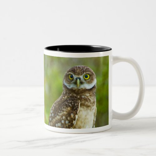 Burrowing owls are a popular site on Marco 4 Two_Tone Coffee Mug
