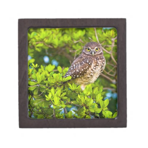 Burrowing owls are a popular site on Marco Gift Box