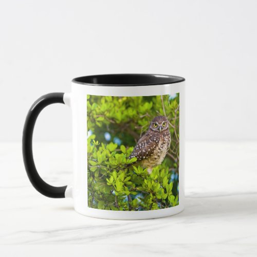 Burrowing owls are a popular site on Marco Mug