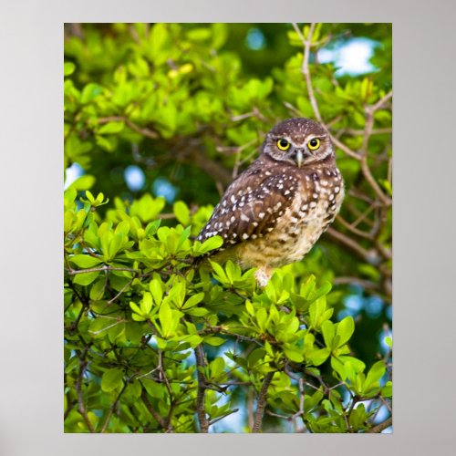 Burrowing owls are a popular site on Marco Poster