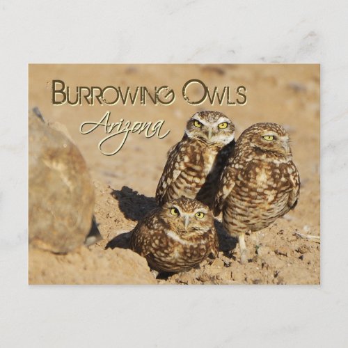 Burrowing owls Arizona Postcard