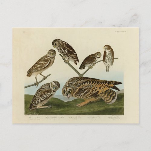 Burrowing Owls _ from Audubons Birds of America Postcard
