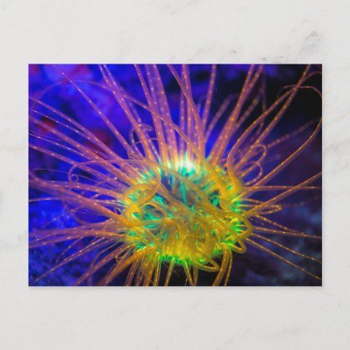 Burrowing Tube Anemone Postcard