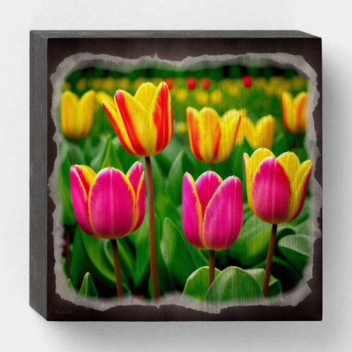 Bursting Tulips Wooden Box Sign