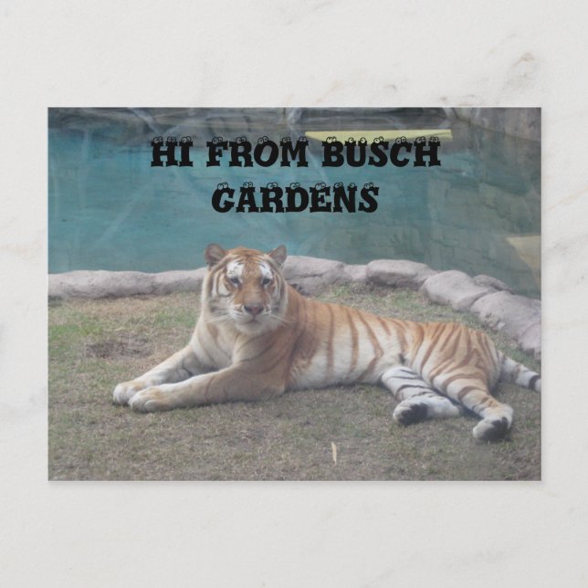 Busch Gardens Postcard (Front)