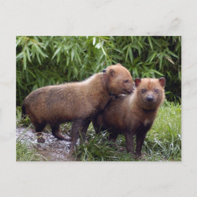 bush-dog-b-1 postcard (Front)