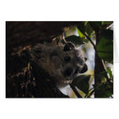 Bush Hyrax (Front Horizontal)