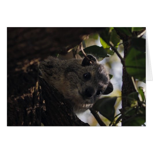 Bush Hyrax Cards (Front Horizontal)