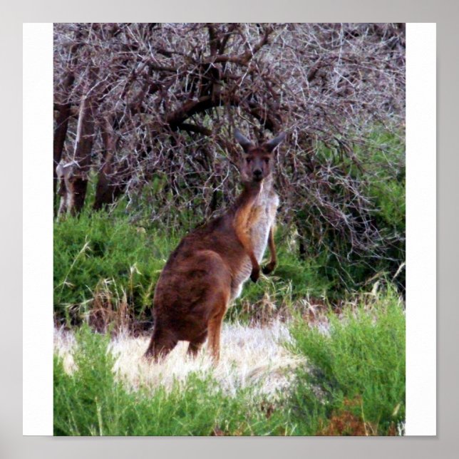 Bush Kangaroo Print (Front)
