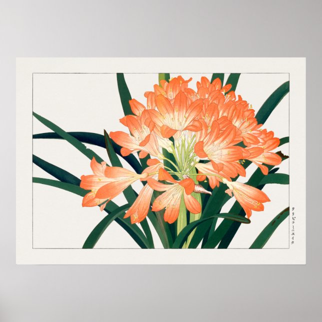 Bush Lily, Clivia miniata, Flowers, Tanigami Kona, Poster (Front)