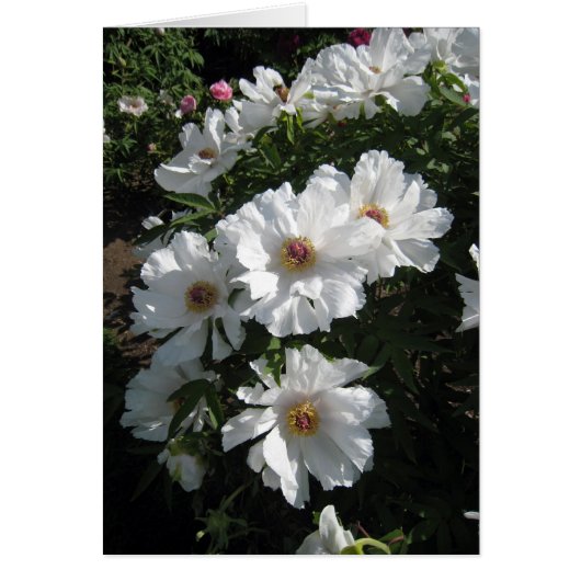 Bush of White Peonies Cards (Front)