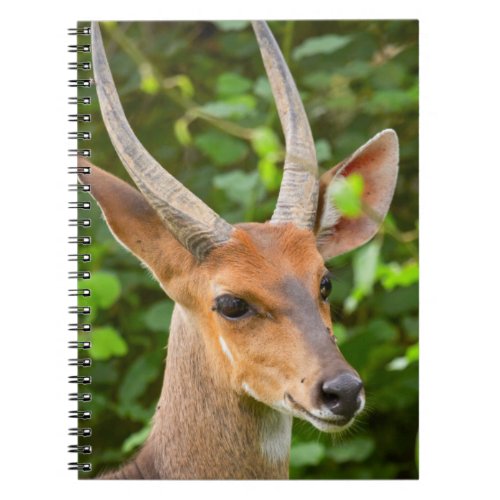 Bushbuck Tragelaphus Scriptus Kruger National 2 Notebook