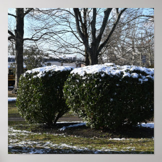Bushes with Snow Poster