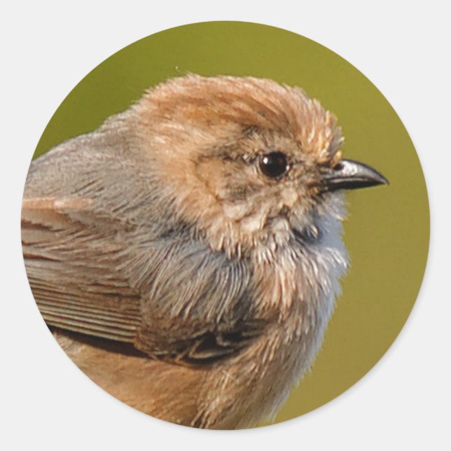 Bushtit in the Spring Classic Round Sticker (Front)