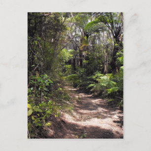 Bushwalking in New Zealand Postcard