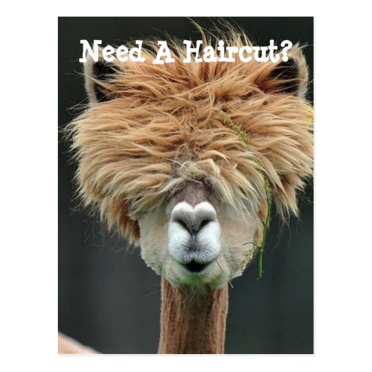 Bushy Hair Brown Llama Postcard Zazzle Com