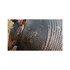 business card template armadillo photograph