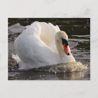 Busking Swan Postcard