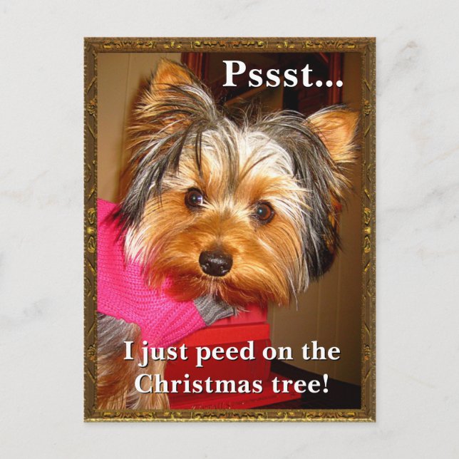 Busted Yorkie Holiday Postcard (Front)