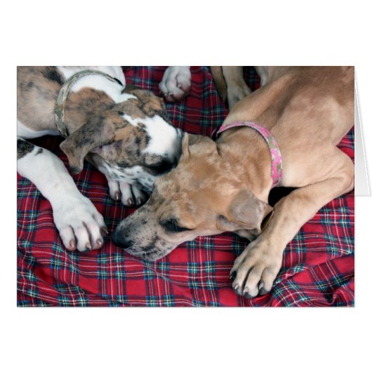 buster and jade (Front Horizontal)