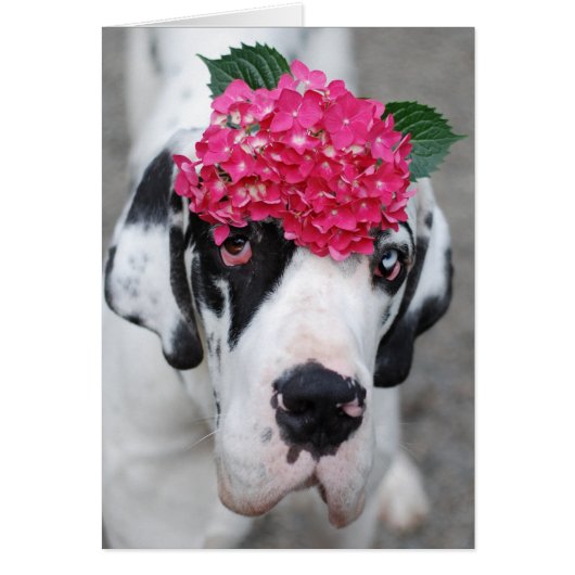 Buster Great Dane (Front)