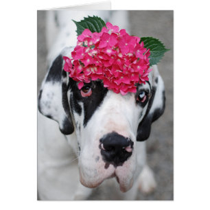 Buster Great Dane Cards