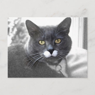 Buster postcard