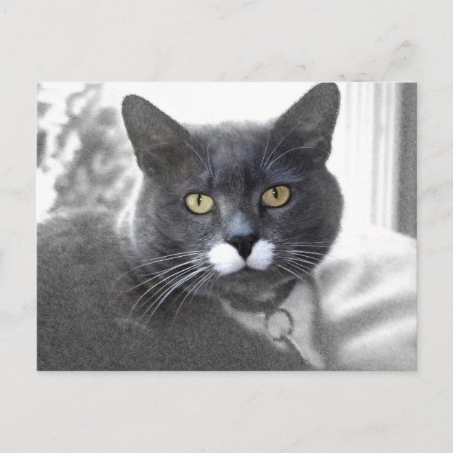 Buster postcard (Front)