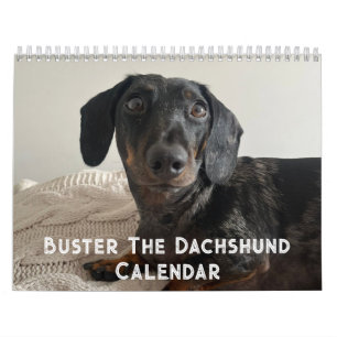 Buster the Dachshund Calendar