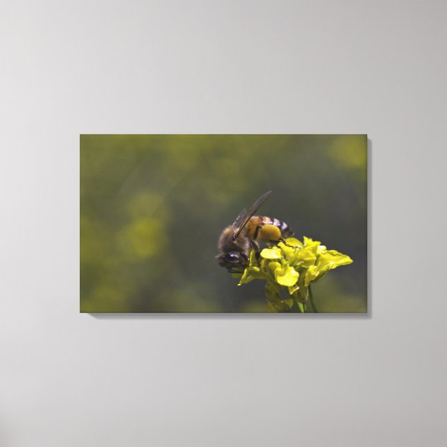 Busy as a Bee Canvas Print (Front)