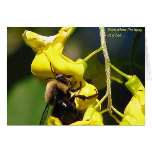 Busy as a Bee Cards (Front Horizontal)