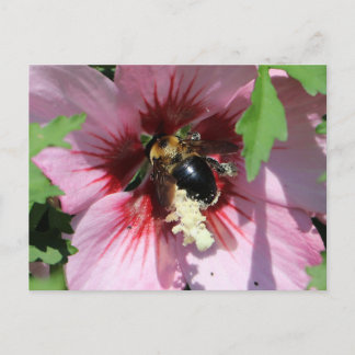 Busy Be Collection Pollen in a Hibiscus  Postcard