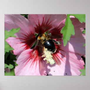 Busy Be Collection Pollen in a Hibiscus Poster