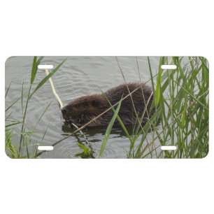 Busy Beaver License Plate