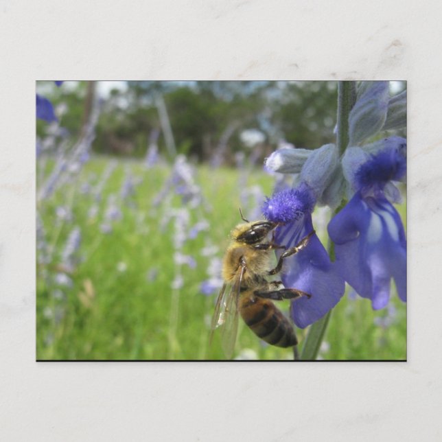 Busy Bee 4 Postcard (Front)