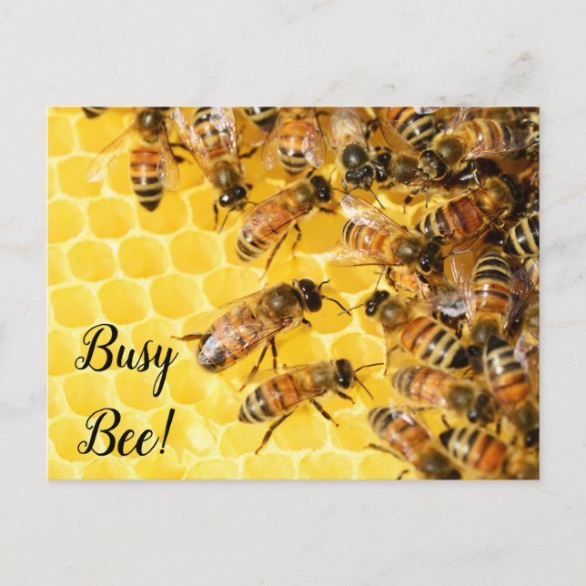 Busy Bee, Bumblebee, Honey Hive Postcard (Front)