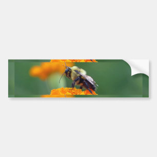 Busy Bee Bumper Sticker