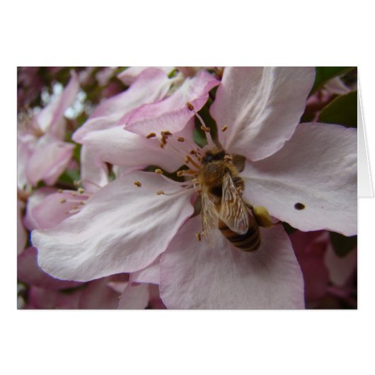 Busy Bee Cards (Front Horizontal)
