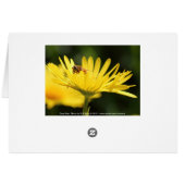 Busy Bee Cards (Back Horizontal)