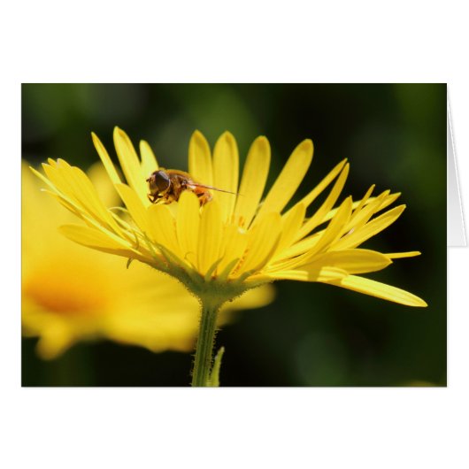 Busy Bee Cards (Front Horizontal)