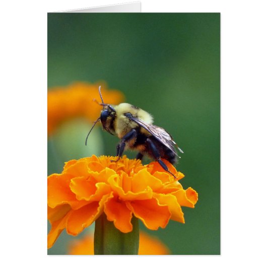 Busy Bee Cards (Front)