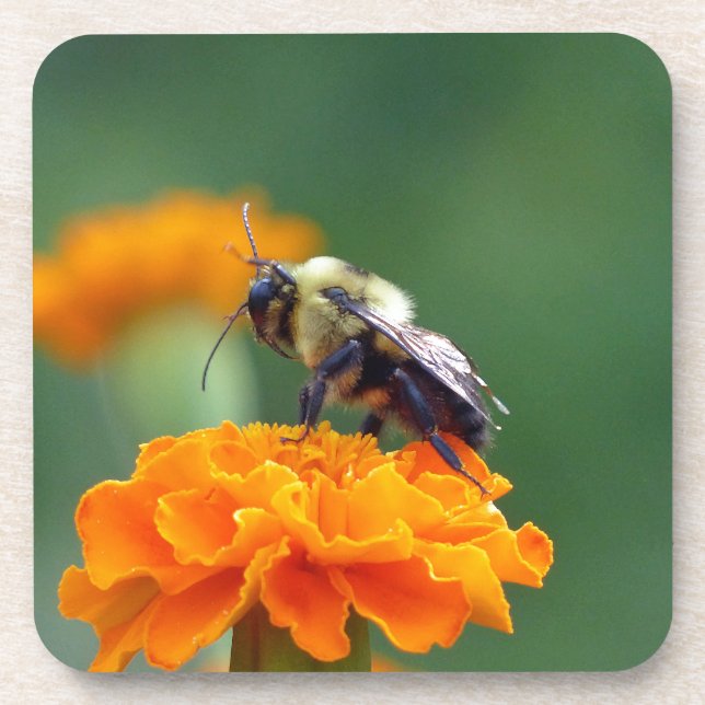 Busy Bee Drink Coaster (Front)