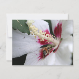 Busy Bee Hibiscus Pollen Party Postcard