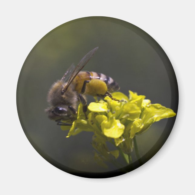 Busy Bee Magnet (Front)