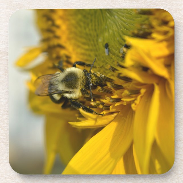 Busy Bee on a Sunflower Beverage Coaster (Front)