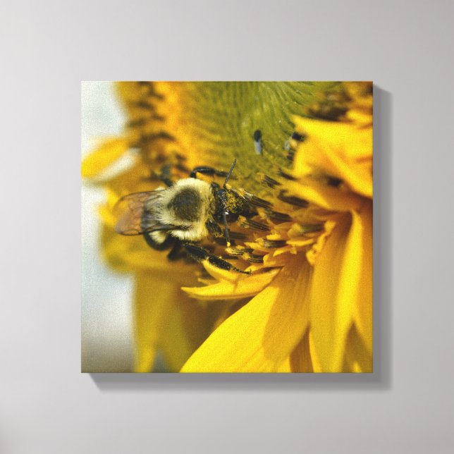 Busy Bee on a Sunflower Canvas Print (Front)
